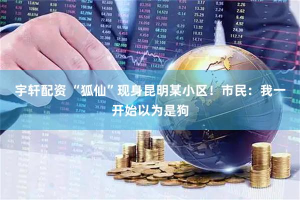 宇轩配资 “狐仙”现身昆明某小区！市民：我一开始以为是狗